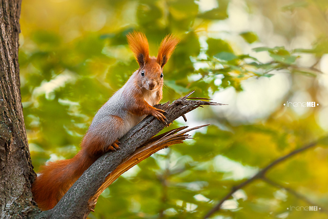 Red squirrel in Kharkiv, Ukraine. Photo by Irene Mei
