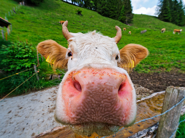 "During our walk, we met this cow. I took a picture of her with my wide angle lens, so that I get a funny animal picture! (again)". Photo by Tambako The Jaguar
